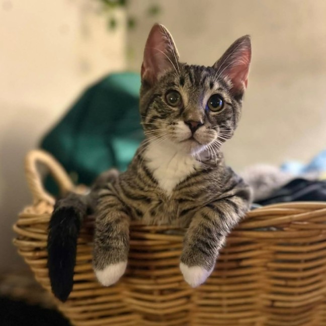 Photo of Chad   Meet Me @ Petstock Prahran 29/3!