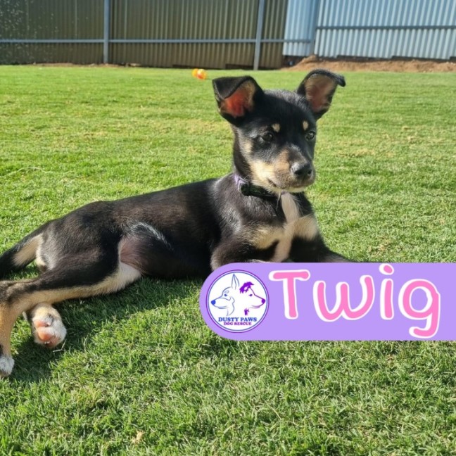 Photo of Twig