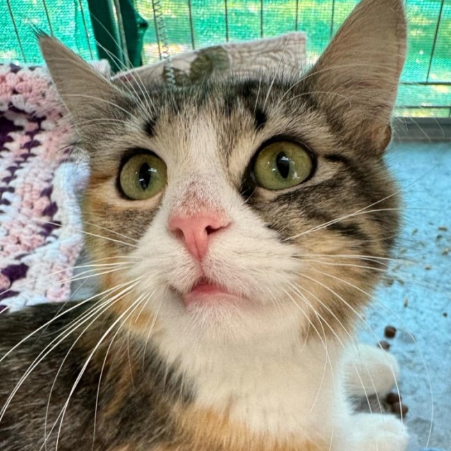 Photo of Abigail **2nd Chance Cat Rescue**