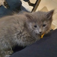 Photo of Richo ** 2nd Chance Cat Rescue**