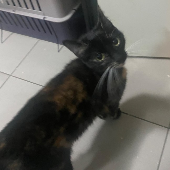 Photo of Ambessa **2nd Chance Cat Rescue**