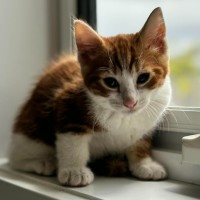Photo of Adam ** 2nd Chance Cat Rescue **