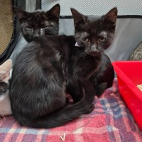 Photo of Evita ** 2nd Chance Cat Rescue**
