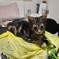 Photo of Zain ** 2nd Chance Cat Rescue**