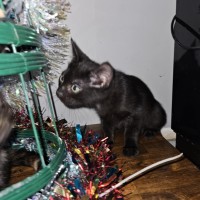 Photo of Percy **2nd Chance Cat Rescue**