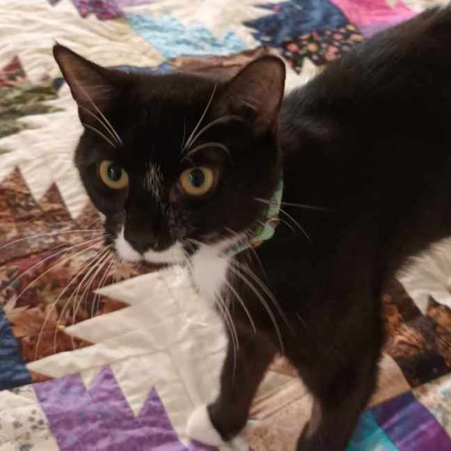 Photo of Missy Moo **2nd Chance Cat Rescue**