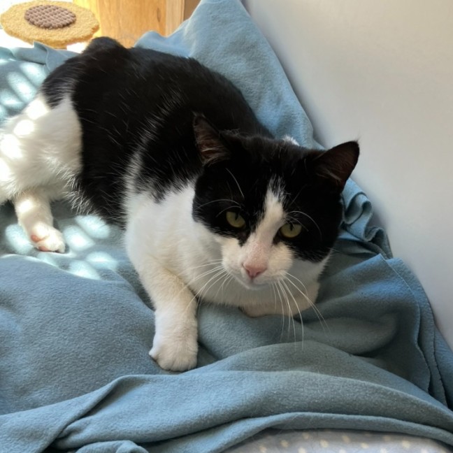 Photo of Oreo