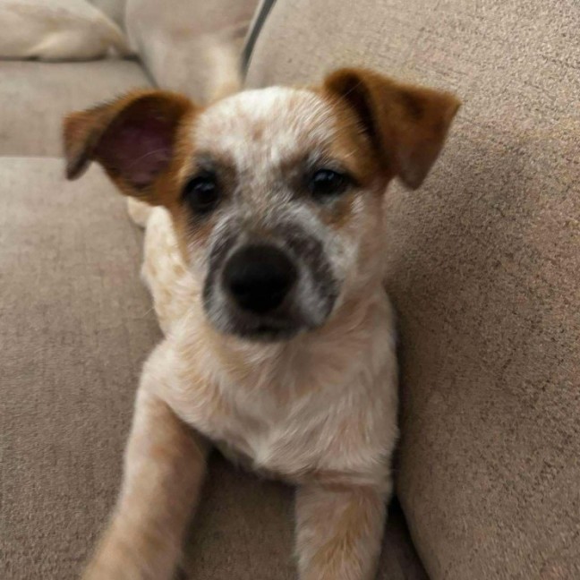Photo of Rex