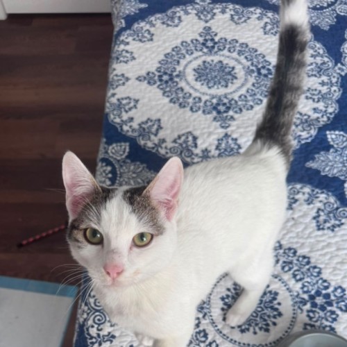 MJ - Domestic Short Hair (DSH) Cat