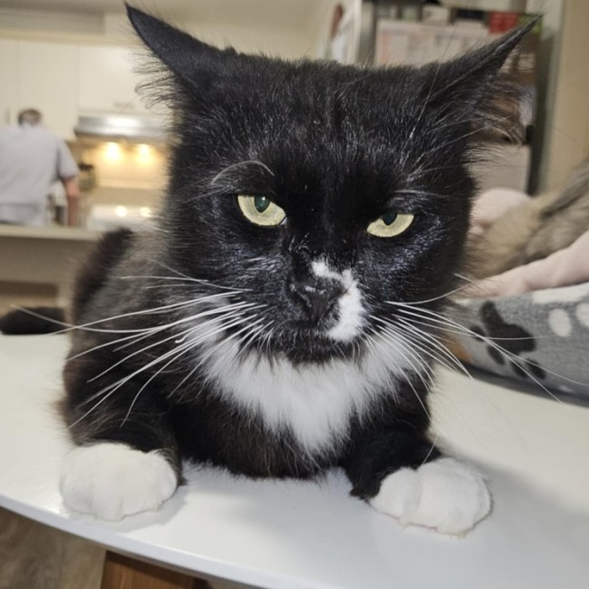 Photo of Boeing **2nd Chance Cat Rescue**