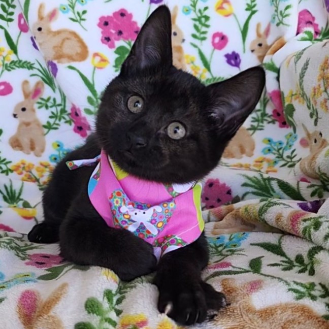 Photo of Wren