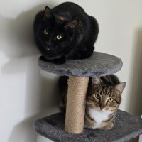 Photo of Maize & Sultana (Located Wantirna)