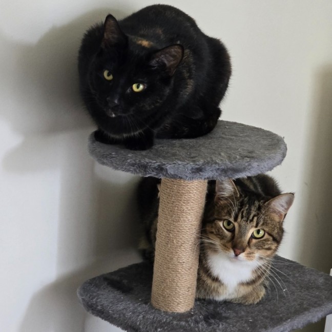 Photo of Maize & Sultana (Located Wantirna)