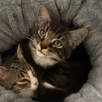 Photo of George ** 2nd Chance Cat Rescue**