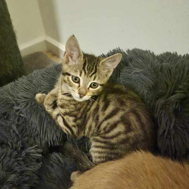 Photo of Killy ** 2nd Chance Cat Rescue **