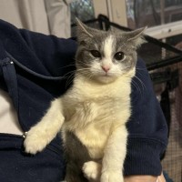 Photo of Venus **2nd Chance Cat Rescue**