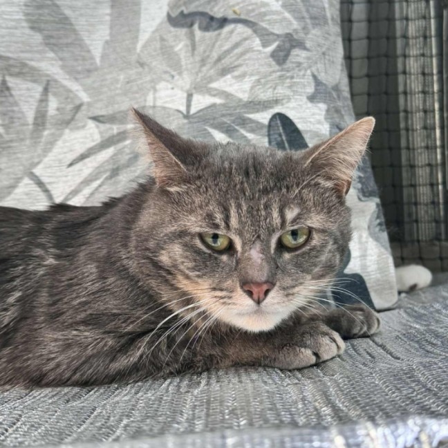Photo of Bernie The 2nd **2nd Chance Cat Rescue**