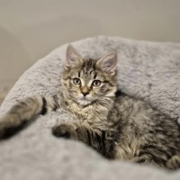 Photo of Jordan **2nd Chance Cat Rescue**