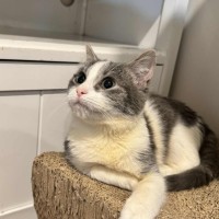 Photo of Venus **2nd Chance Cat Rescue**