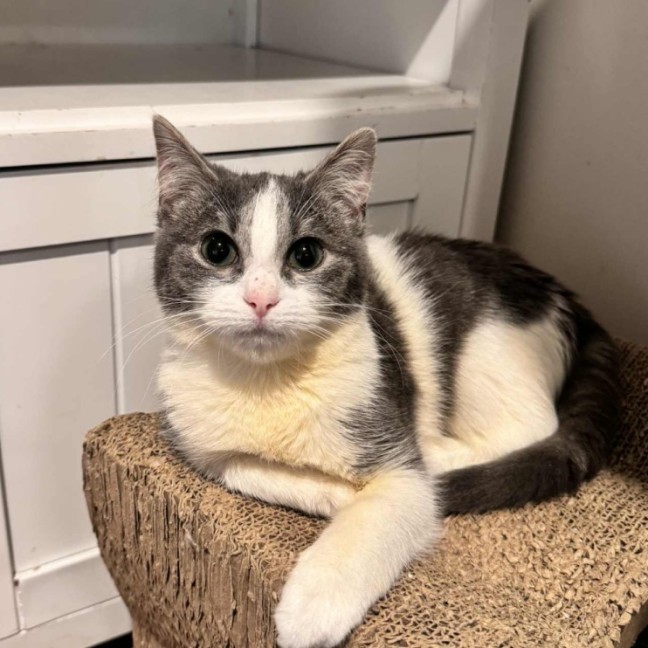 Photo of Venus **2nd Chance Cat Rescue**