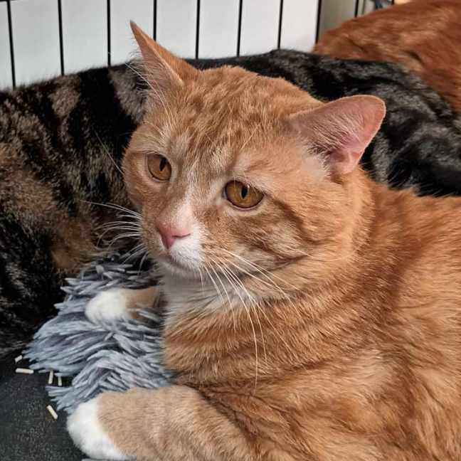 Photo of Fleetwood Mac **2nd Chance Cat Rescue**