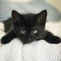 Photo of Meatball, Ziggy, Oreo & Chip