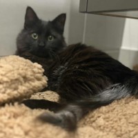 Photo of Sir Floofs A Lot