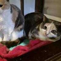 Photo of Claire **2nd Chance Cat Rescue**