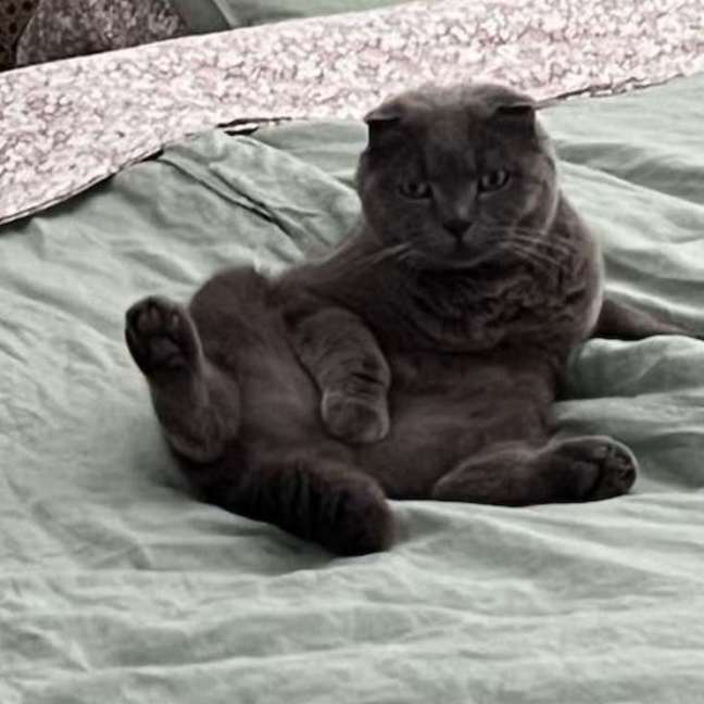 Photo of Benson ** 2nd Chance Cat Rescue**