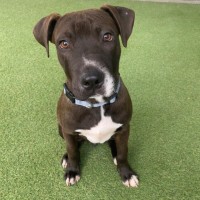 Photo of D1147 Hendrix