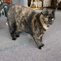 Photo of Josie 