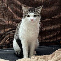 Photo of Prince**2nd Chance Cat Rescue**