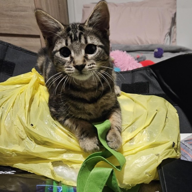 Photo of Zain ** 2nd Chance Cat Rescue**