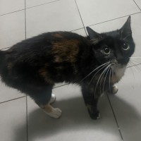 Photo of Ambessa **2nd Chance Cat Rescue**