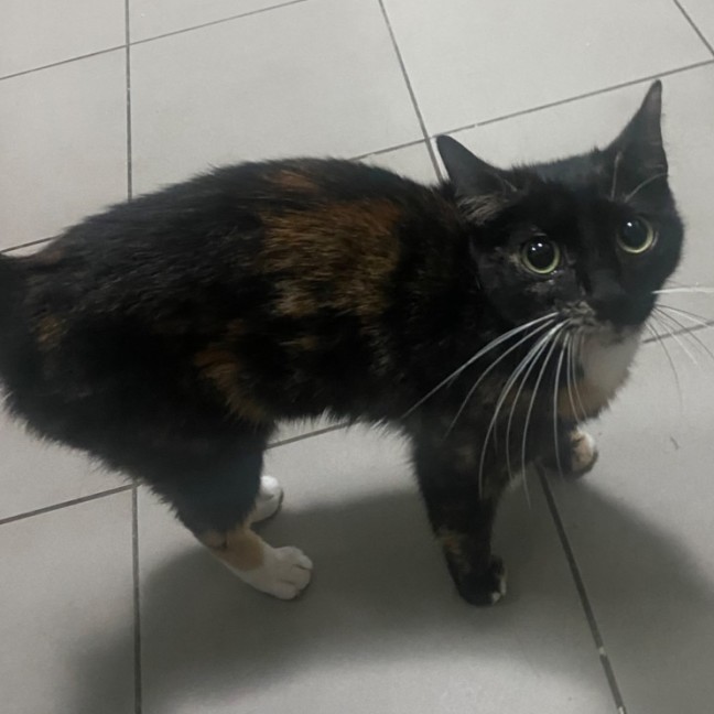 Photo of Ambessa **2nd Chance Cat Rescue**