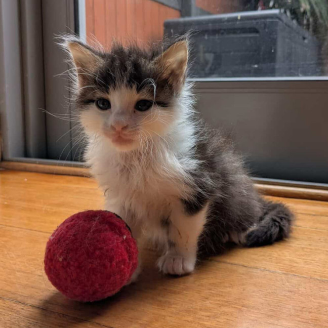 Photo of Milo & Olive