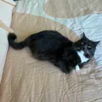 Photo of Rosie ** 2nd Chance Cat Rescue**