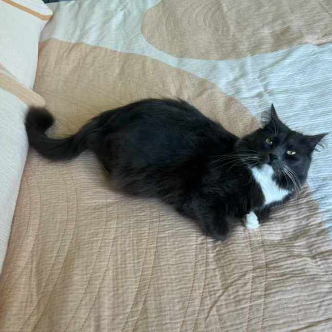 Photo of Rosie ** 2nd Chance Cat Rescue**