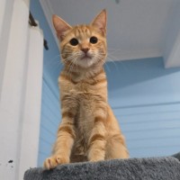 Photo of Rusty