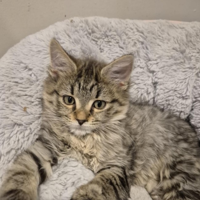Photo of Jordan **2nd Chance Cat Rescue**