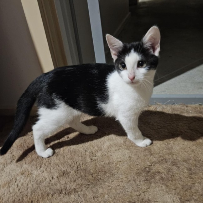 Photo of Kiah ** 2nd Chance Cat Rescue**