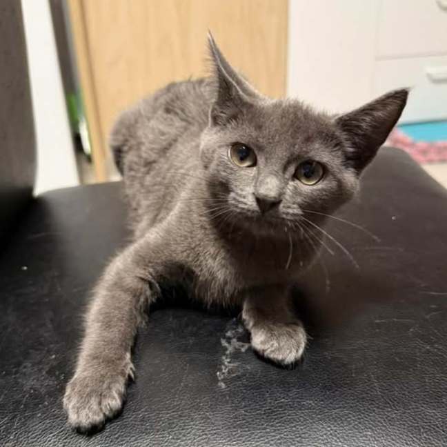 Photo of Shadow ** 2nd Chance Cat Rescue **