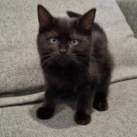 Photo of Chucky