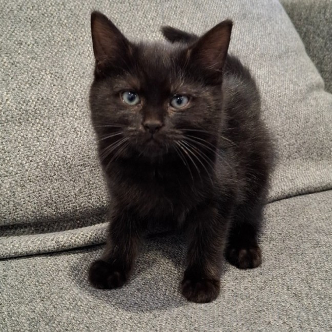 Photo of Chucky