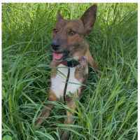 Photo of Vixen