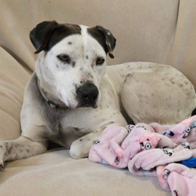 Photo of Roxie And Penny