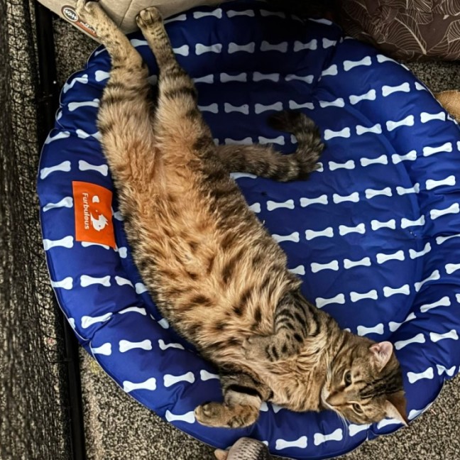 Photo of Monty (Empty The Nest $50 Adoption Special)
