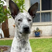 Photo of Trixie *$250 Adoption Fee*