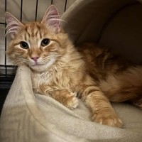 Photo of Officer Beanie Small Cat 🧡