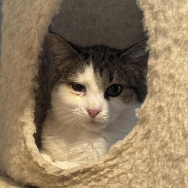 Photo of Brett **2nd Chance Cat Rescue**